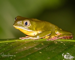 Phyllomedusa distincta