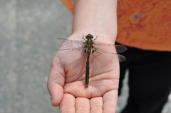 Neurocordulia yamaskanensis