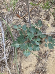 Lomatium lucidum