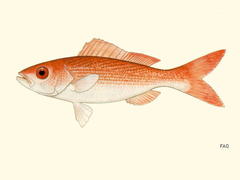 Golden Snapper photo 4