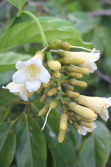Utania