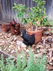 Gallus gallus domesticus