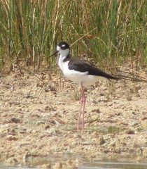Himantopus mexicanus
