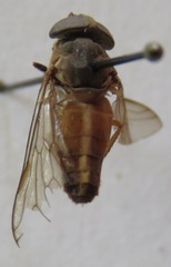 Tabanus colombensis
