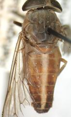 Tabanus colombensis