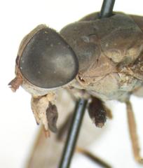 Tabanus colombensis