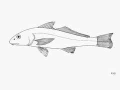 Slender Kingfish photo 2