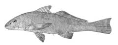 Slender Kingfish photo 3