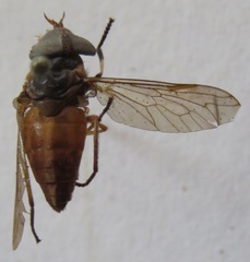 Tabanus colombensis