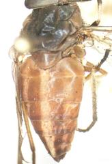 Tabanus colombensis