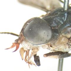 Tabanus colombensis