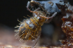 Vesicephalus occidentalis