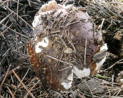 Russula integra
