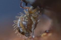 Vesicephalus occidentalis