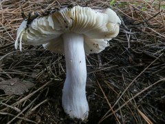 Russula integra