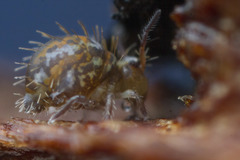 Vesicephalus occidentalis