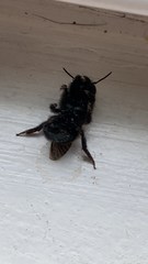Osmia lignaria