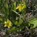 Seaside Crowfoot - Photo (c) Jim Morefield, some rights reserved (CC BY)