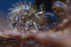 Vesicephalus occidentalis