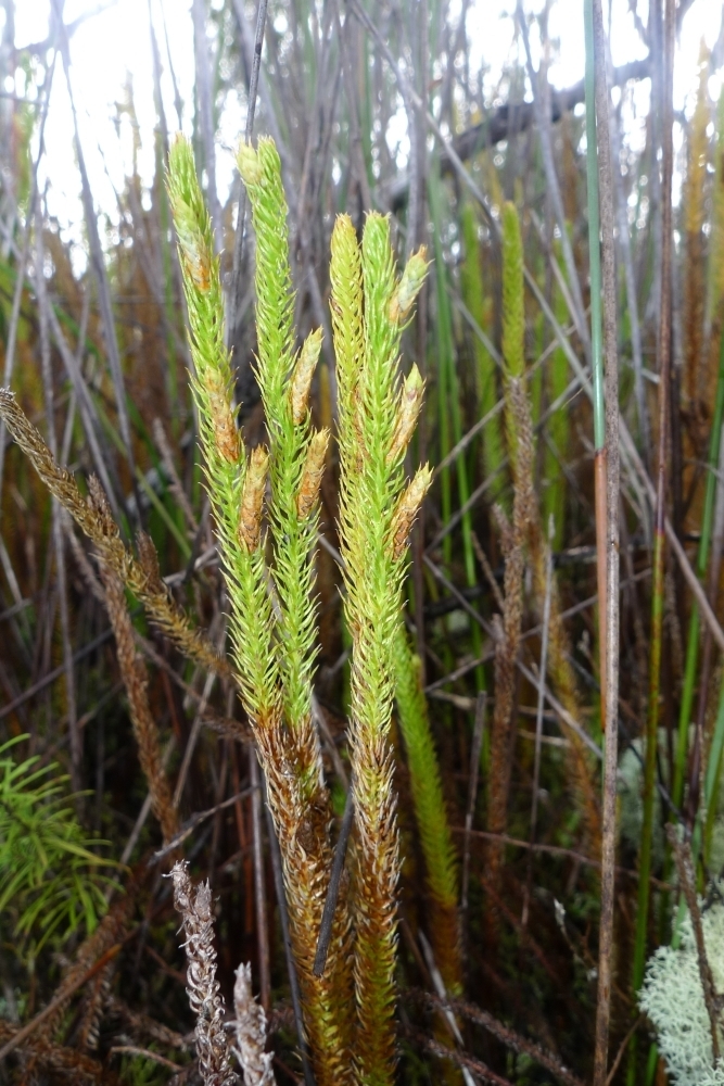 Lateristachys lateralis