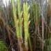 Slender Clubmoss - Photo (c) Leon Perrie, some rights reserved (CC BY-NC-SA), uploaded by Leon Perrie