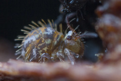 Vesicephalus occidentalis