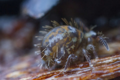 Vesicephalus occidentalis