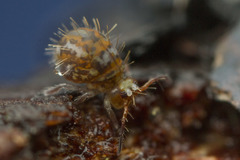 Vesicephalus occidentalis