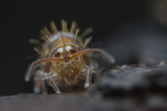 Vesicephalus occidentalis