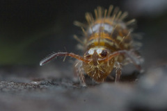 Vesicephalus occidentalis