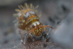 Vesicephalus occidentalis