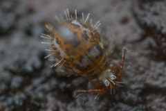 Vesicephalus occidentalis