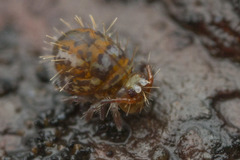 Vesicephalus occidentalis