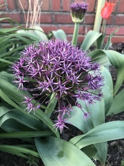 Allium