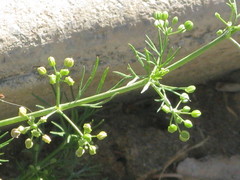 Apiastrum angustifolium