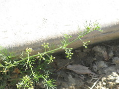 Apiastrum angustifolium