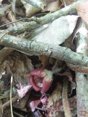 Asarum canadense reflexum