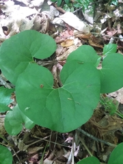 Asarum canadense reflexum