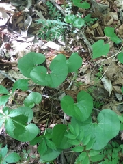 Asarum canadense reflexum
