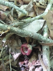 Asarum canadense reflexum