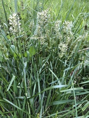 Anthoxanthum aristatum