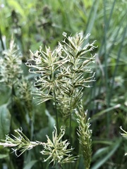 Anthoxanthum aristatum