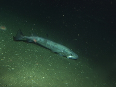 Pacific Hake photo 2