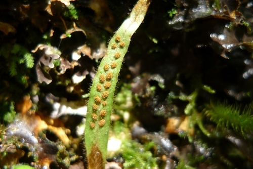 Notogrammitis pseudociliata