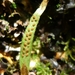 Strap Fern - Photo (c) Leon Perrie, some rights reserved (CC BY-NC-SA), uploaded by Leon Perrie