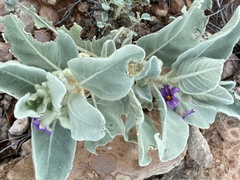 Solanum centrale