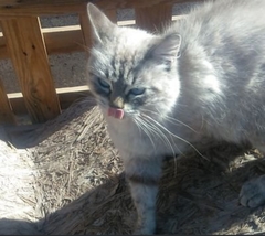 Felis catus
