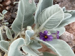 Solanum centrale