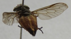 Tabanus colombensis