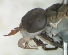 Tabanus colombensis
